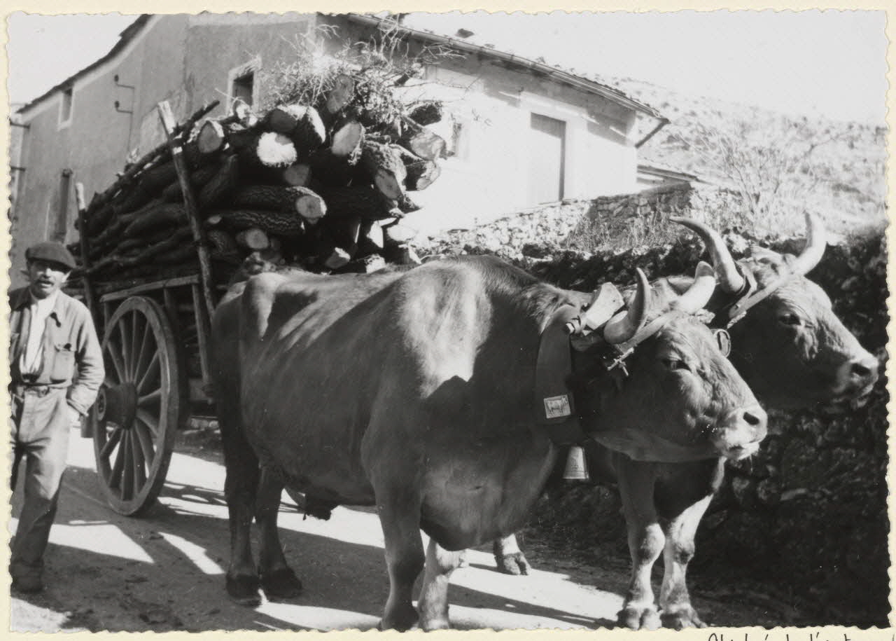 Adrienne Durand-Tullou photographie Transport du bois. Un cadre est fait de trois barres maintenues par du fil de fer . Il complète de chaque côté les montants qui ne sont pas assez hauts pour maintenir la partie supérieure de la cargaison Languedoc-Roussillon, France 1955 Ph.1955.45.28  Photo