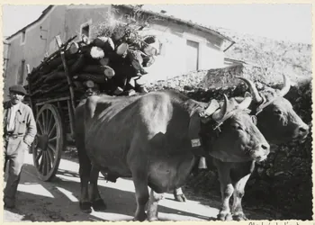 Adrienne Durand-Tullou photographie Transport du bois. Un cadre est fait de trois barres maintenues par du fil de fer . Il complète de chaque côté les montants qui ne sont pas assez hauts pour maintenir la partie supérieure de la cargaison Languedoc-Roussillon, France 1955 Ph.1955.45.28 Photo