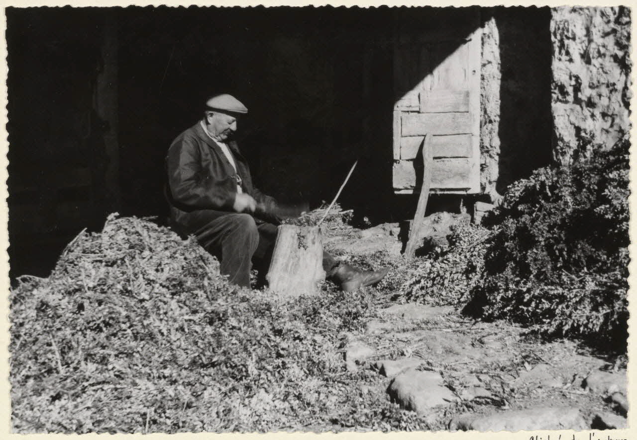 Adrienne Durand-Tullou photographie Préparation de la litière de buis. Pendant l'hiver le caussenard coucit ou hache des buis à l'abri sous la remise. Le tas de rameaux hachés prêts à servir de litière à gauche. Les fagots à droite. Le paquet de calosses que la ménagère utilisera pour obtenir un feu vif à l'arrière Languedoc-Roussillon, France 1955 Ph.1955.45.33 Photo