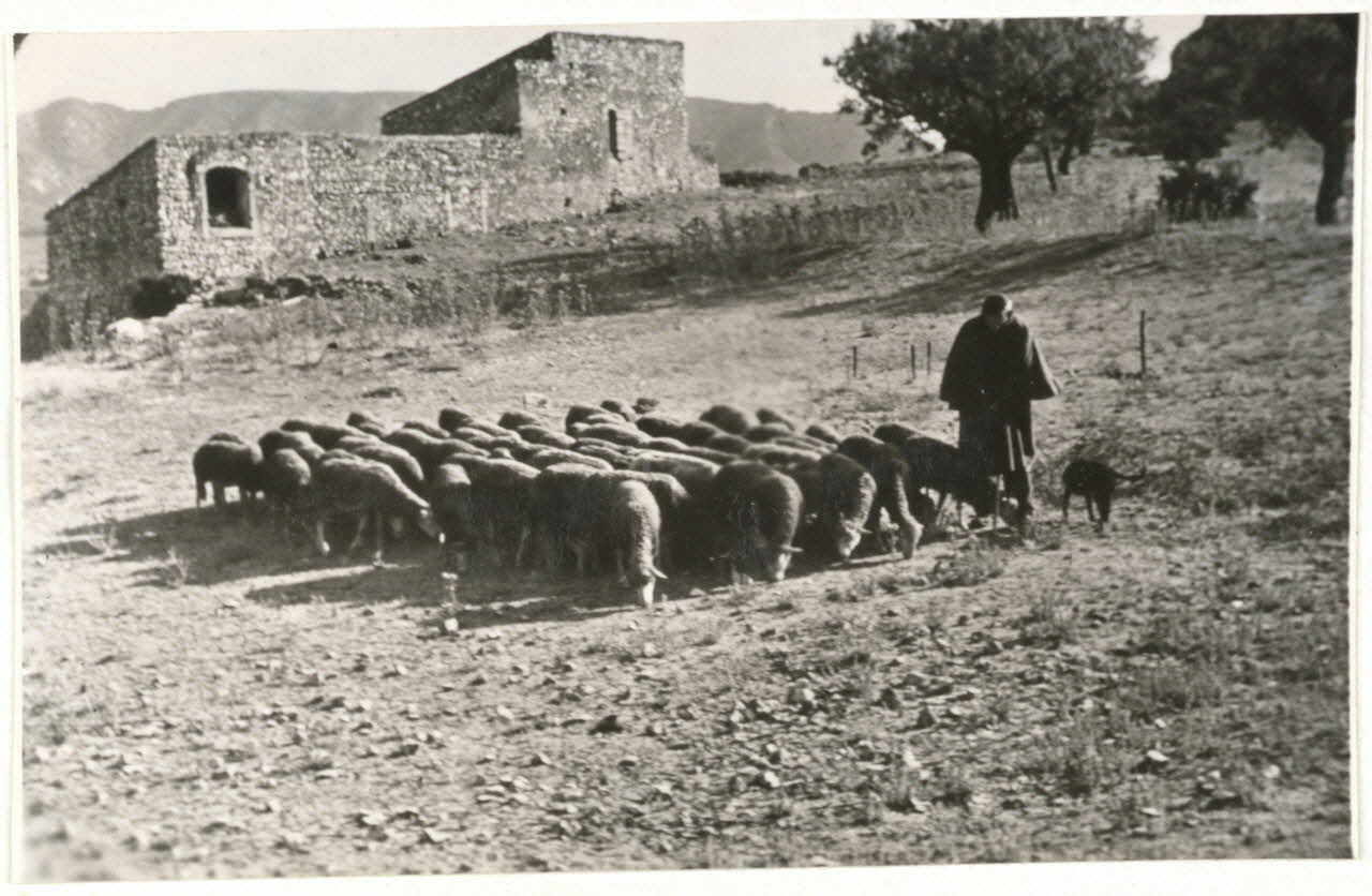 R. Vuichard photographie Mas, berger et son troupeau Provence-Alpes-Côte d'Azur, France 1955/3/1 Ph.1962.105.1 Photo