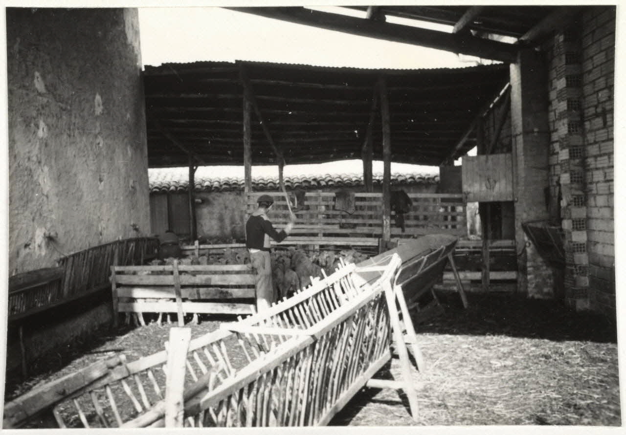 Jean Blanc photographie "Crau. Ratelier double (""galère""). Les bêtes y ont accès des deux côtés. Les barreaux, roulons, de la galère sont en canne de provence, coutume locale traditionnelle" Provence-Alpes-Côte d'Azur, France 1954 Ph.1962.111.5 Photo