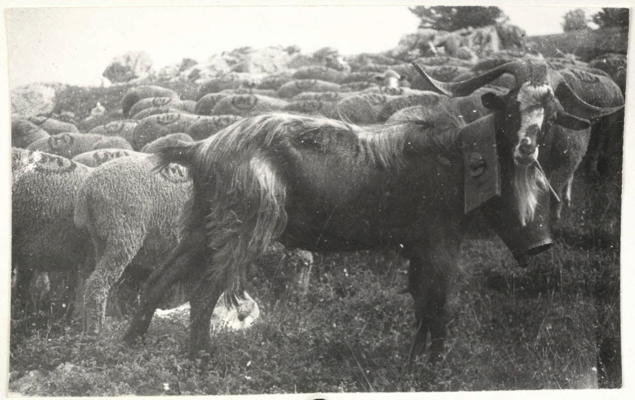 Jean Blanc photographie "Mas de la Ville. Bouc conducteur, de la race Rove, au Mas de la Ville. En tête d'un troupeau transhumant, le bouc meneur, ""menoun"", quitte la Camargue pour monter vers les alpages. Collier et sonnaille. Ces boucs appartiennent en général à la race de Rove presque spécialisée dans cet emploi mais en voie de disparition" Provence-Alpes-Côte d'Azur, France 1941 Ph.1962.111.75 Photo