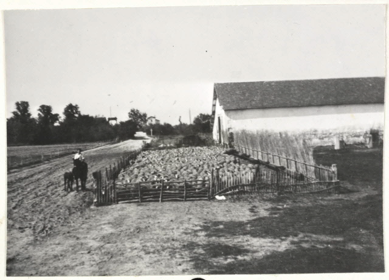 Anonyme photographie "Mas de la Ville. Parc avec brebis devant la bergerie. Parc d'attente et non de stationnement : annexe de la bergerie. Distribution d'aliments spéciaux : marc de raisin (bacs à droite dans le parc). En arrière des claies de roseaux, claies garnies de roseaux fins et allongés (3m de haut), ""brise-vents"" ou foures (M. de Rivière)" Provence-Alpes-Côte d'Azur, France 1940 Ph.1962.111.83 Photo Mucem