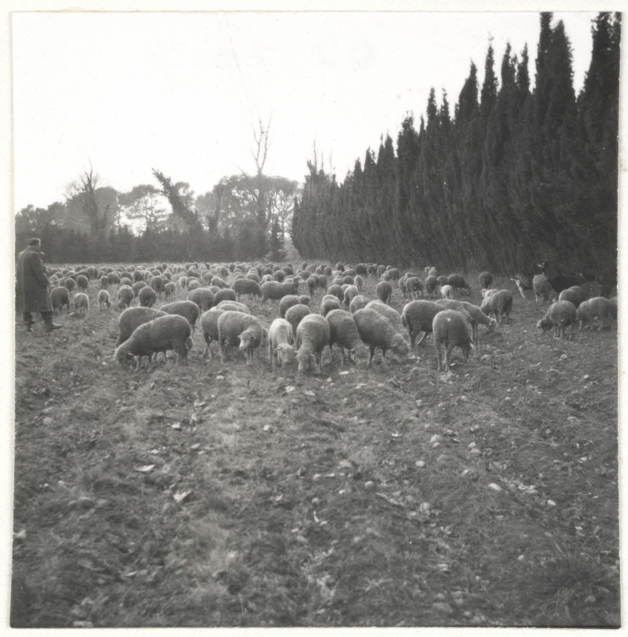 Lardet photographie Pâturage de Crau Provence-Alpes-Côte d'Azur, France 1962 Ph.1962.76.7 Photo