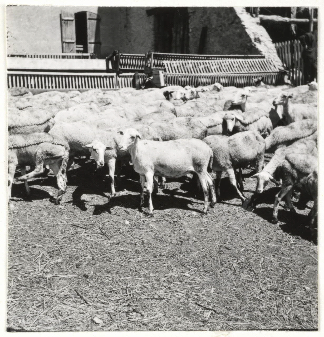 Lardet photographie Mode de tonte (transhumance) Provence-Alpes-Côte d'Azur, France 1962 Ph.1962.76.8 Photo