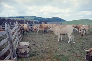 Honoré Durand photographie MNATP. Recherches coopératives sur programme sur l'Aubrac (1964-1966) Midi-Pyrénées, France 1965/07/01 Ph.1968.77.13 Photo