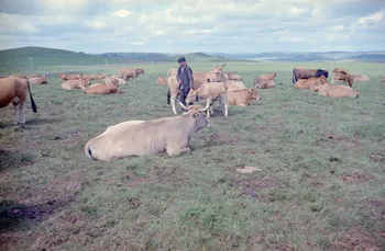 Honoré Durand photographie MNATP. Recherches coopératives sur programme sur l'Aubrac (1964-1966) Midi-Pyrénées, France 1965/07/01 Ph.1968.77.14 Photo