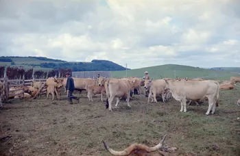 Honoré Durand photographie MNATP. Recherches coopératives sur programme sur l'Aubrac (1964-1966) Midi-Pyrénées, France 1965/07/01 Ph.1968.77.15 Photo