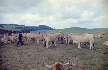Honoré Durand photographie MNATP. Recherches coopératives sur programme sur l'Aubrac (1964-1966) Midi-Pyrénées, France 1965/07/01 Ph.1968.77.16 Photo