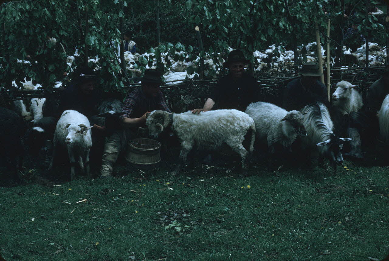 Jean Cuisenier photographie Enquête conduite par Jean Cuisenier en Roumanie (mai 1973) Roumanie 1973/5/1 Ph.1974.129.46 Photo