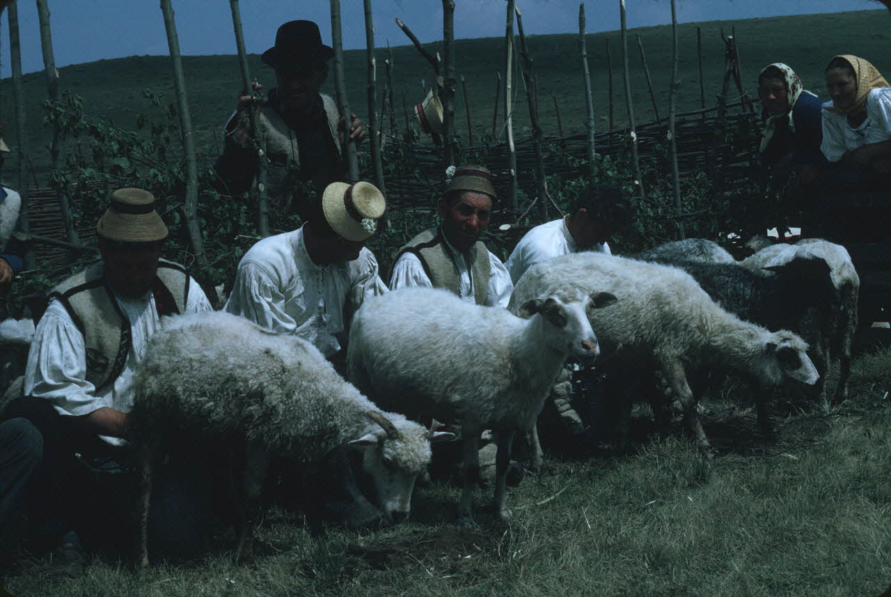 Jean Cuisenier photographie Enquête conduite par Jean Cuisenier en Roumanie (mai 1973) Roumanie 1973/5/1 Ph.1974.129.99 Photo