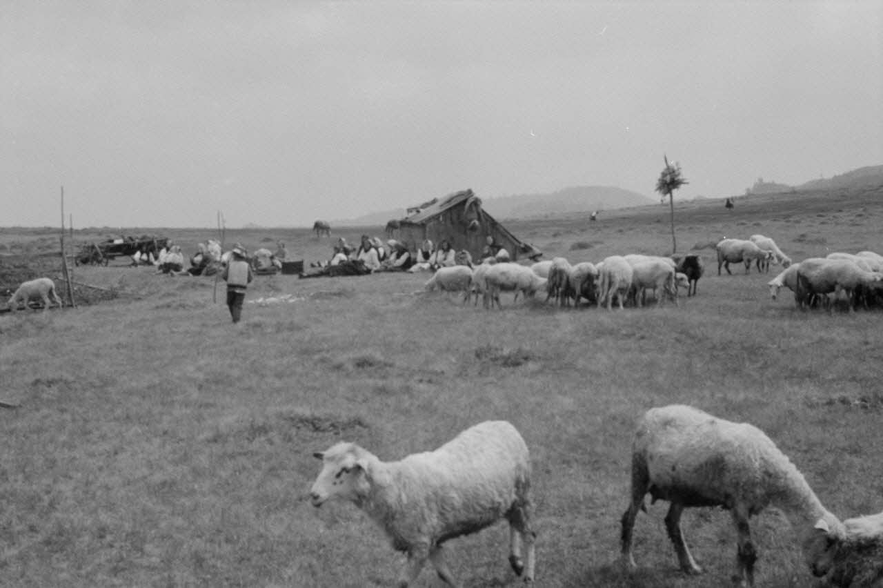 Jean Cuisenier photographie Enquête conduite par Jean Cuisenier en Roumanie (mai 1973) Roumanie 1973/5/1 Ph.1974.3.68 Photo