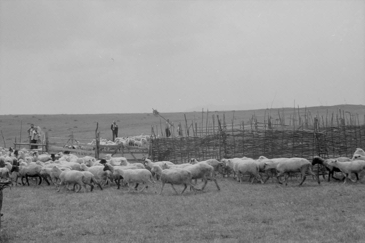 Jean Cuisenier photographie Enquête conduite par Jean Cuisenier en Roumanie (mai 1973) Roumanie 1973/5/1 Ph.1974.3.76 Photo
