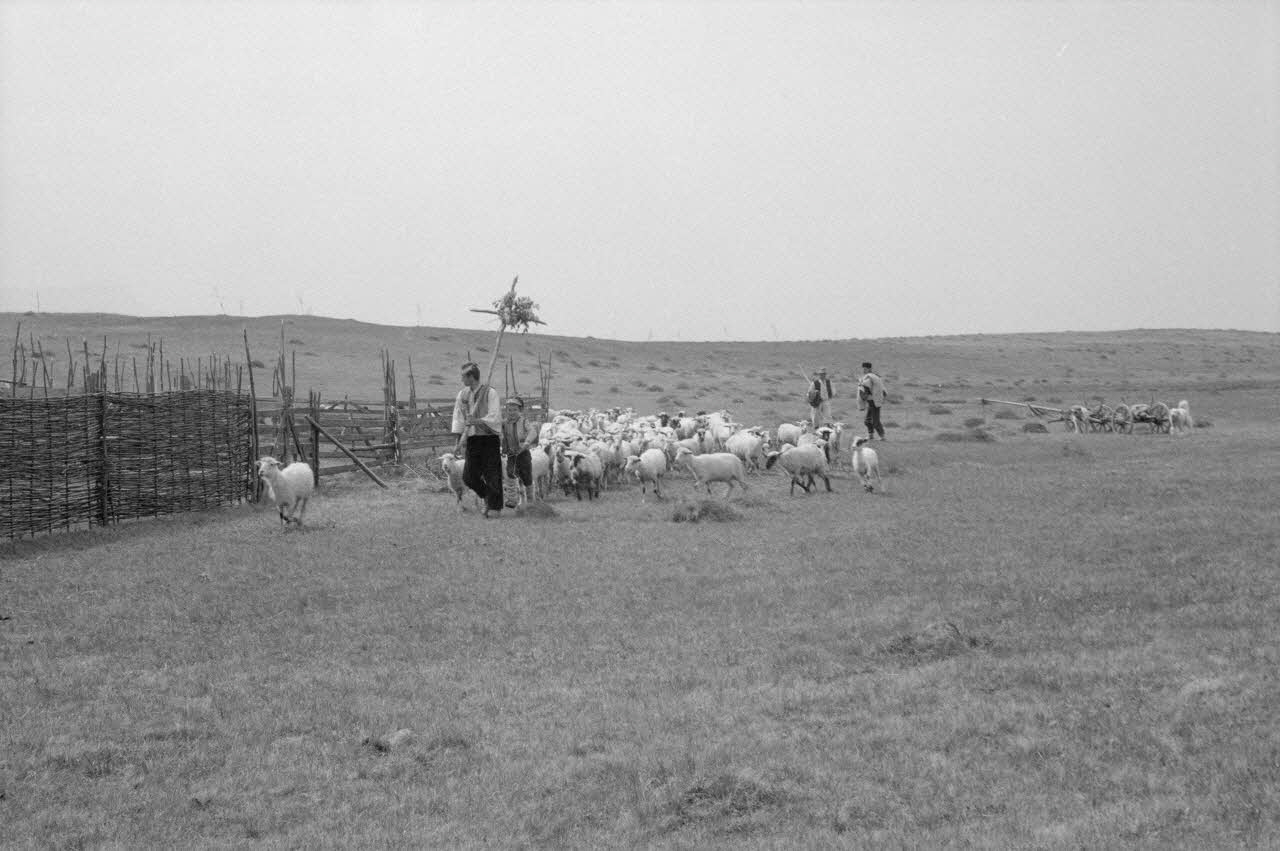 Jean Cuisenier photographie Enquête conduite par Jean Cuisenier en Roumanie (mai 1973) Roumanie 1973/5/1 Ph.1974.3.77 Photo