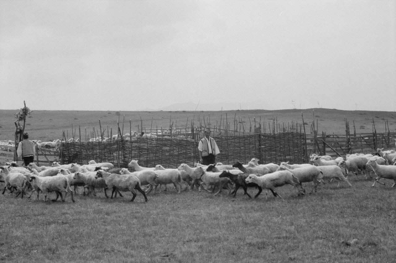 Jean Cuisenier photographie Enquête conduite par Jean Cuisenier en Roumanie (mai 1973) Roumanie 1973/5/1 Ph.1974.3.78 Photo