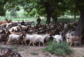 photographie Troupeau de caprins en déplacement avec le berger. Arrivée du troupeau à Poggio lors du deuxième jour de transhumance Ph.1981.14.12 Photo