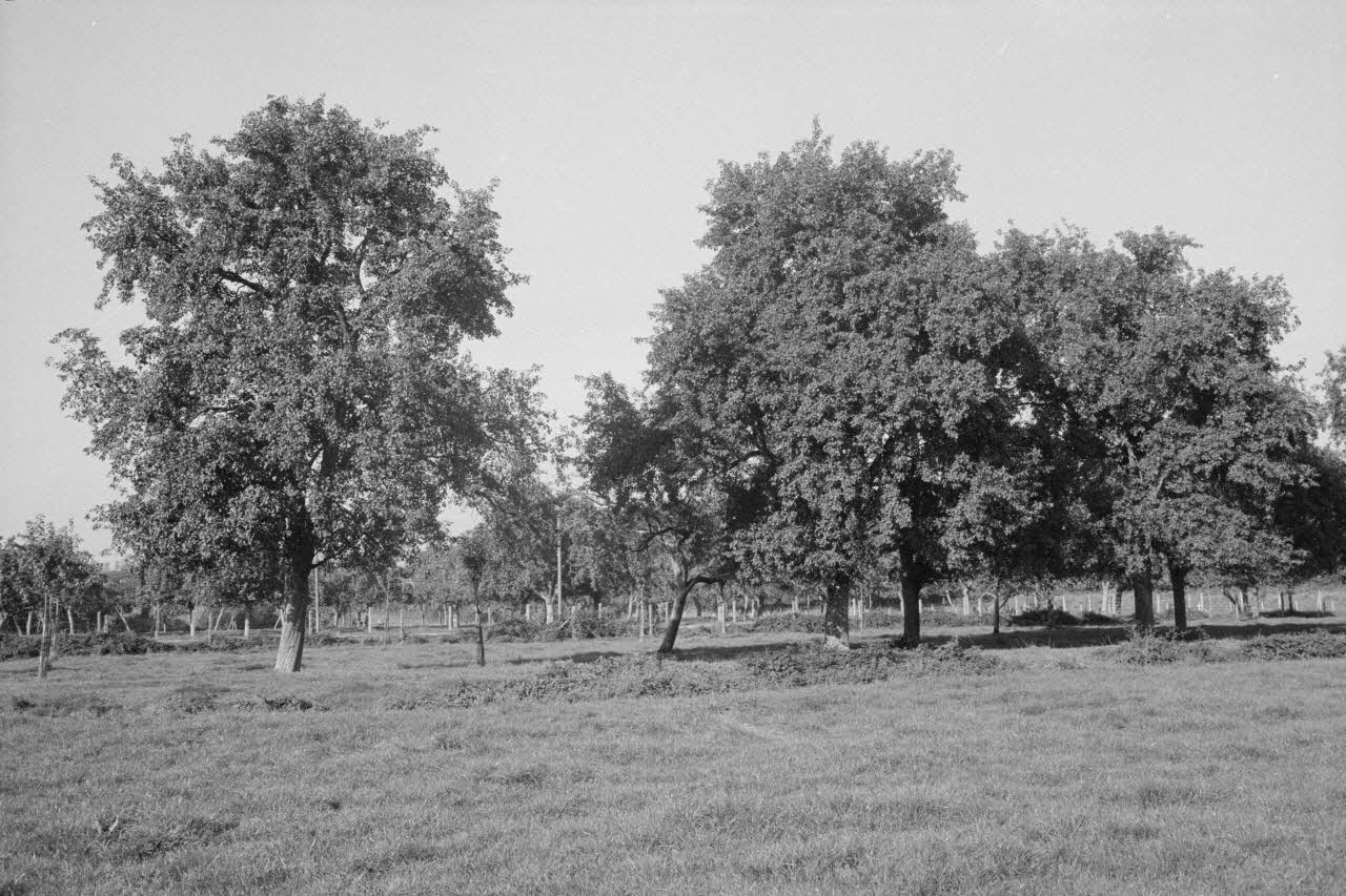 Jean Cuisenier photographie Enquête conduite par Jean Cuisenier en Basse-Normandie (14 mai 1979) Basse-Normandie, France 1979/5/14 Ph.1982.34.22 Photo