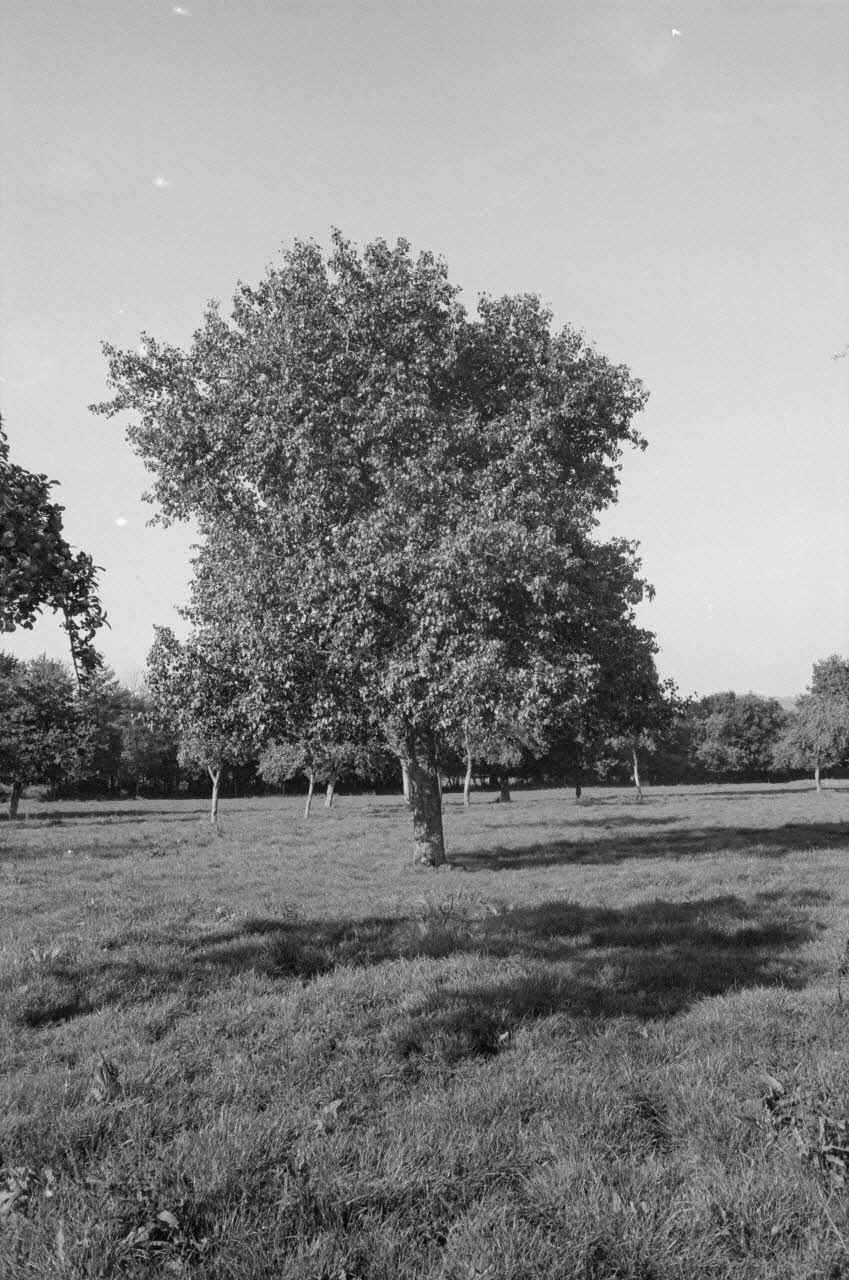 Jean Cuisenier photographie Enquête conduite par Jean Cuisenier en Basse-Normandie (14 mai 1979) Basse-Normandie, France 1979/5/14 Ph.1982.34.26 Photo