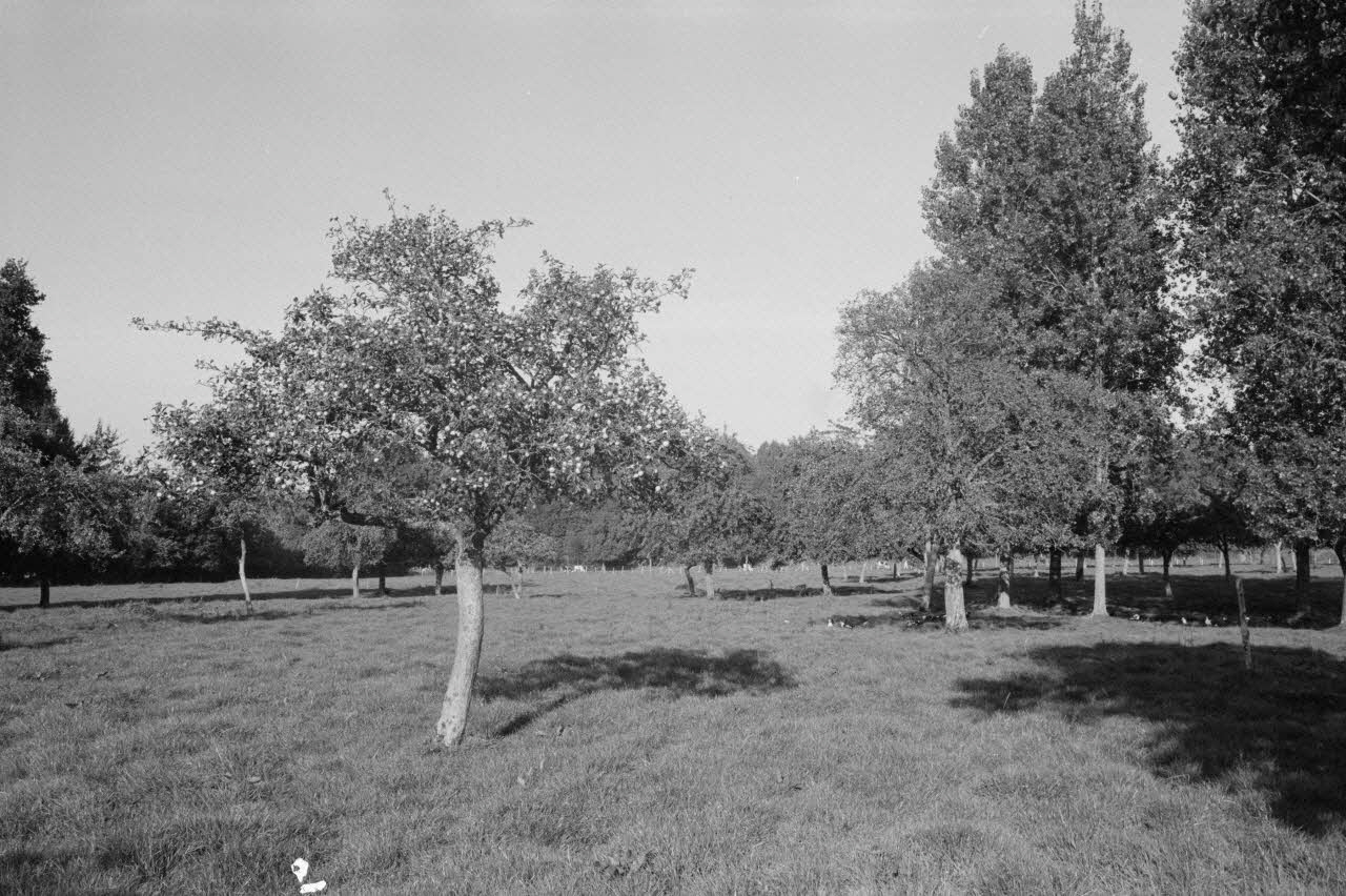 Jean Cuisenier photographie Enquête conduite par Jean Cuisenier en Basse-Normandie (14 mai 1979) Basse-Normandie, France 1979/5/14 Ph.1982.34.8 Photo