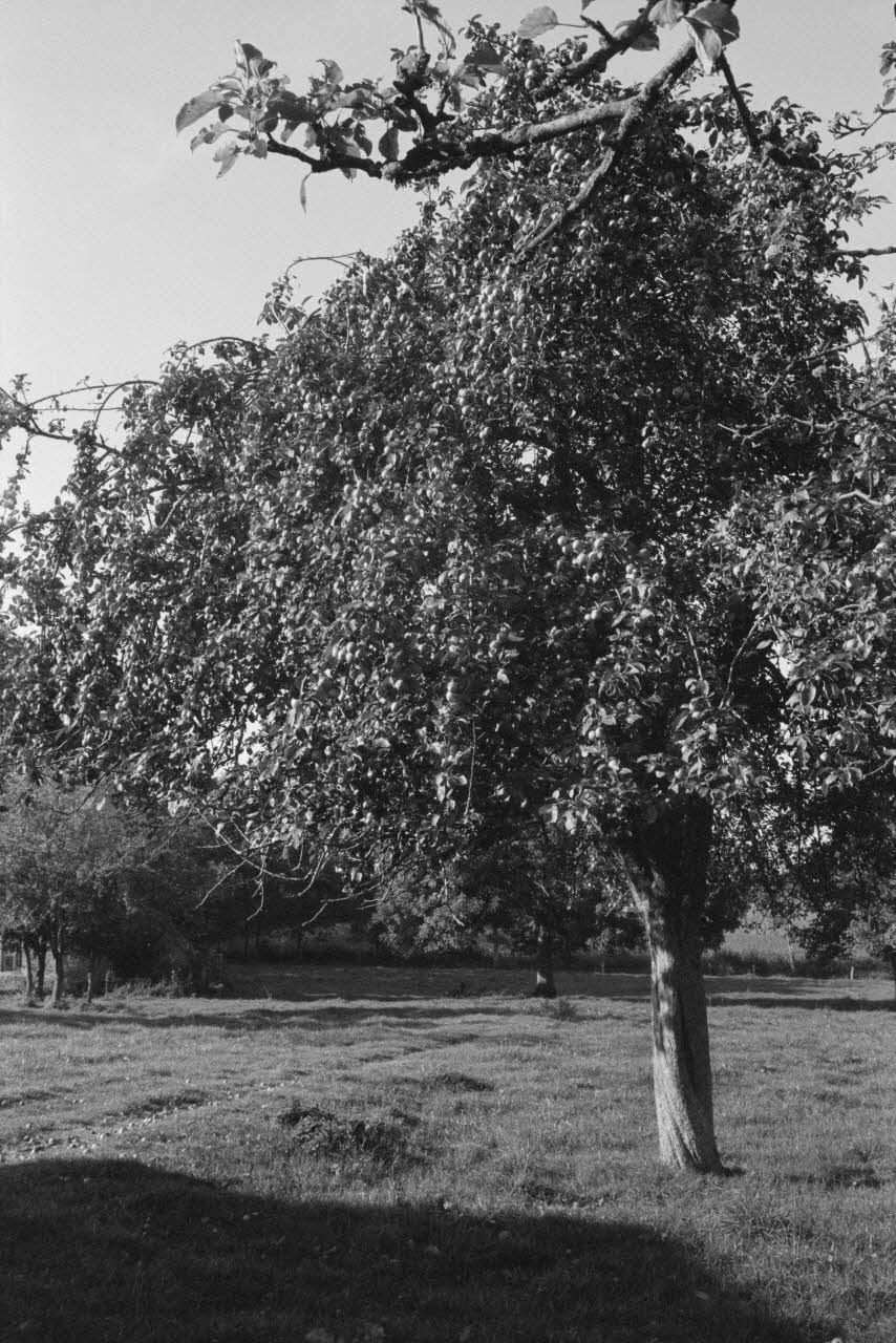 Jean Cuisenier photographie Enquête conduite par Jean Cuisenier en Basse-Normandie (14 mai 1979) Basse-Normandie, France 1979/5/14 Ph.1982.34.9 Photo