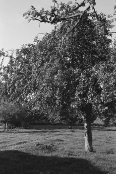 Jean Cuisenier photographie Enquête conduite par Jean Cuisenier en Basse-Normandie (14 mai 1979) Basse-Normandie, France 1979/5/14 Ph.1982.34.9  Photo
