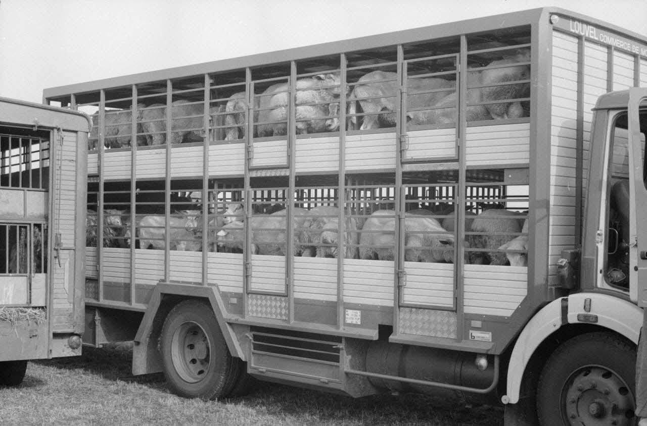 Jean Cuisenier photographie Enquête conduite par Jean Cuisenier à la Foire de Lessay dans la Manche (8 et 9 septembre 1982) Basse-Normandie, France 1982/9/8 Ph.1983.13.38  Photo