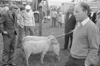 Jean Cuisenier photographie Enquête conduite par Jean Cuisenier à la Foire de Lessay dans la Manche (8 et 9 septembre 1982) Basse-Normandie, France 1982/9/8 Ph.1983.13.39  Photo