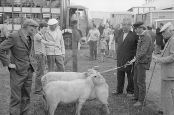 Jean Cuisenier photographie Enquête conduite par Jean Cuisenier à la Foire de Lessay dans la Manche (8 et 9 septembre 1982) Basse-Normandie, France 1982/9/8 Ph.1983.13.40  Photo