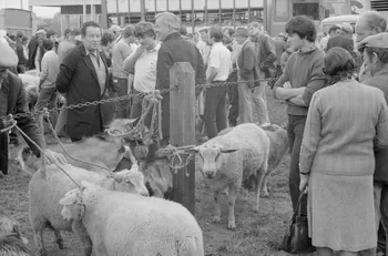 Jean Cuisenier photographie Enquête conduite par Jean Cuisenier à la Foire de Lessay dans la Manche (8 et 9 septembre 1982) Basse-Normandie, France 1982/9/8 Ph.1983.13.42  Photo