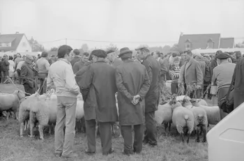 Jean Cuisenier photographie Enquête conduite par Jean Cuisenier à la Foire de Lessay dans la Manche (8 et 9 septembre 1982) Basse-Normandie, France 1982/9/8 Ph.1983.13.43  Photo