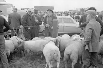 Jean Cuisenier photographie Enquête conduite par Jean Cuisenier à la Foire de Lessay dans la Manche (8 et 9 septembre 1982) Basse-Normandie, France 1982/9/8 Ph.1983.13.44  Photo