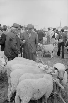 Jean Cuisenier photographie Enquête conduite par Jean Cuisenier à la Foire de Lessay dans la Manche (8 et 9 septembre 1982) Basse-Normandie, France 1982/9/8 Ph.1983.13.46  Photo