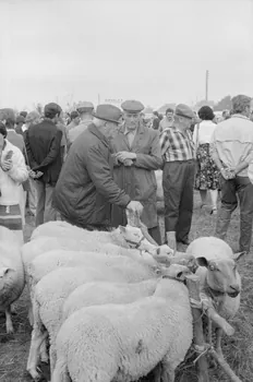 Jean Cuisenier photographie Enquête conduite par Jean Cuisenier à la Foire de Lessay dans la Manche (8 et 9 septembre 1982) Basse-Normandie, France 1982/9/8 Ph.1983.13.47  Photo