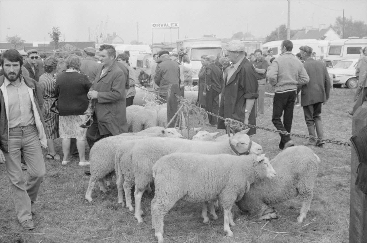 Jean Cuisenier photographie Enquête conduite par Jean Cuisenier à la Foire de Lessay dans la Manche (8 et 9 septembre 1982) Basse-Normandie, France 1982/9/8 Ph.1983.13.48  Photo