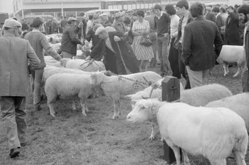 Jean Cuisenier photographie Enquête conduite par Jean Cuisenier à la Foire de Lessay dans la Manche (8 et 9 septembre 1982) Basse-Normandie, France 1982/9/8 Ph.1983.13.49  Photo