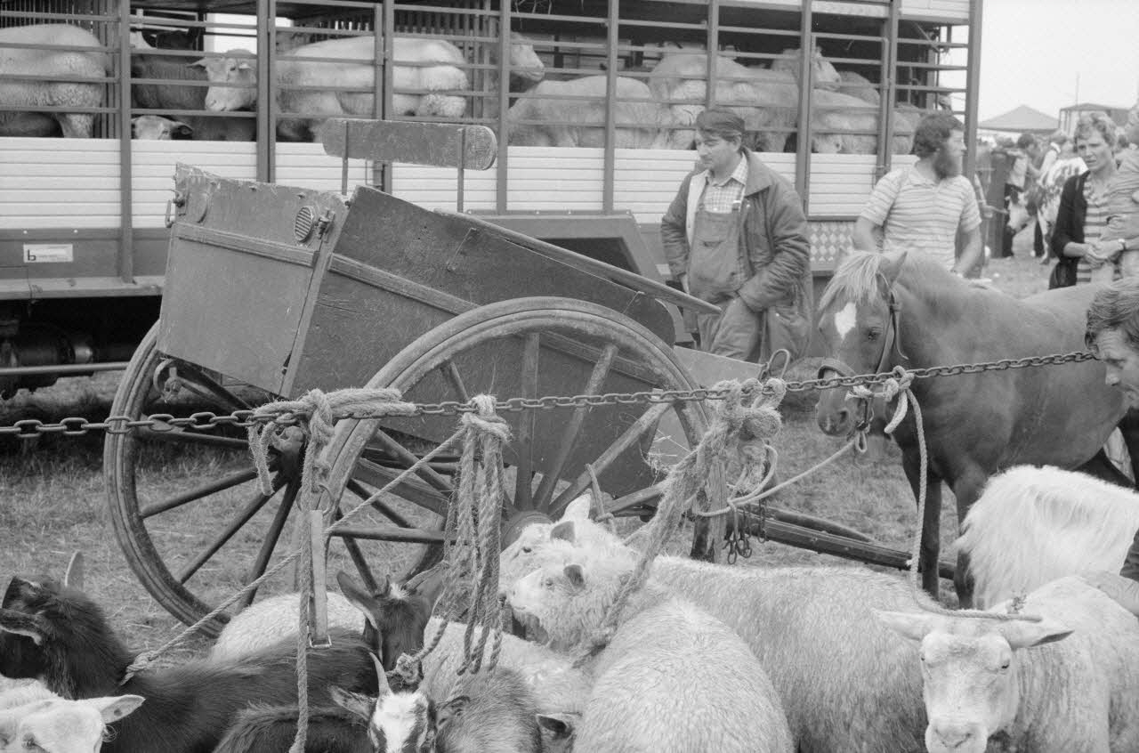 Jean Cuisenier photographie Enquête conduite par Jean Cuisenier à la Foire de Lessay dans la Manche (8 et 9 septembre 1982) Basse-Normandie, France 1982/9/8 Ph.1983.13.5 Photo