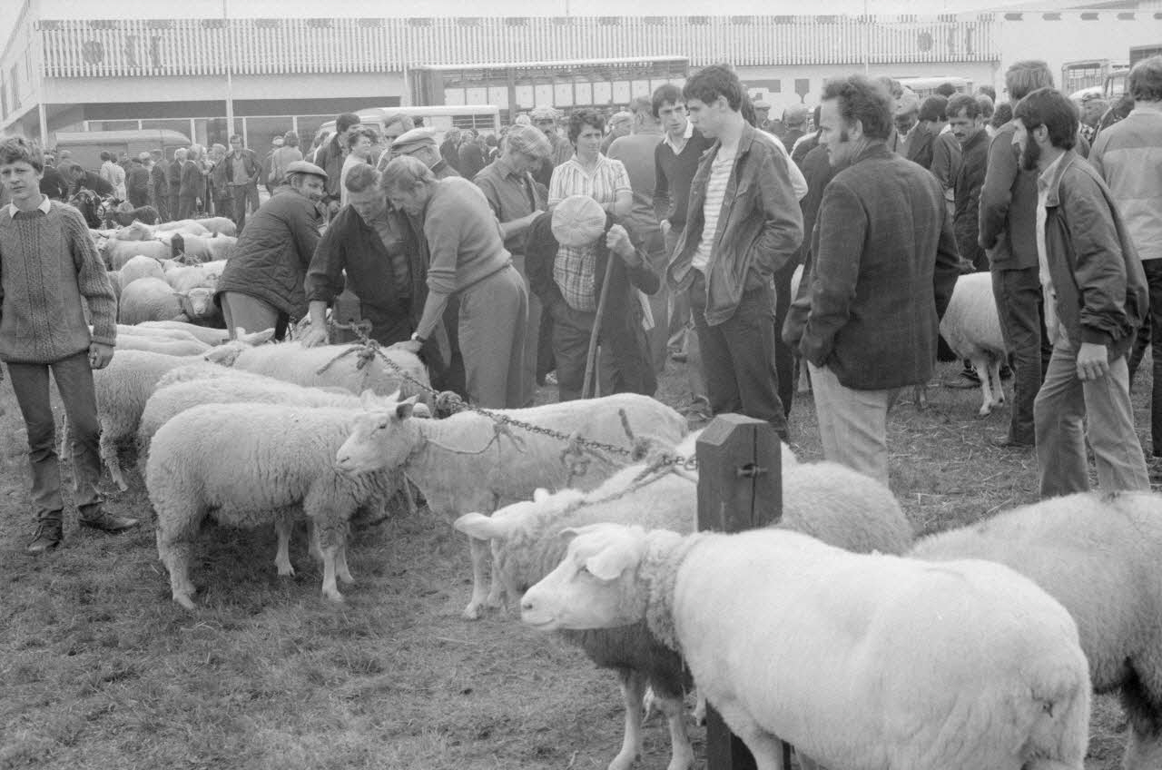 Jean Cuisenier photographie Enquête conduite par Jean Cuisenier à la Foire de Lessay dans la Manche (8 et 9 septembre 1982) Basse-Normandie, France 1982/9/8 Ph.1983.13.50  Photo