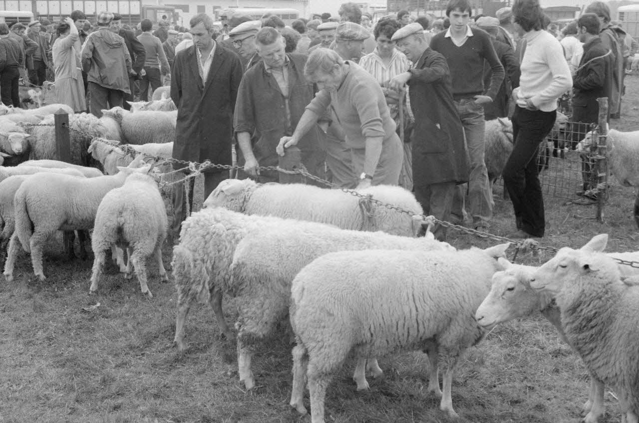 Jean Cuisenier photographie Enquête conduite par Jean Cuisenier à la Foire de Lessay dans la Manche (8 et 9 septembre 1982) Basse-Normandie, France 1982/9/8 Ph.1983.13.51  Photo