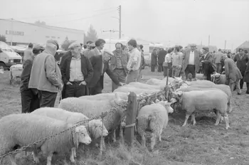 Jean Cuisenier photographie Enquête conduite par Jean Cuisenier à la Foire de Lessay dans la Manche (8 et 9 septembre 1982) Basse-Normandie, France 1982/9/8 Ph.1983.13.52  Photo