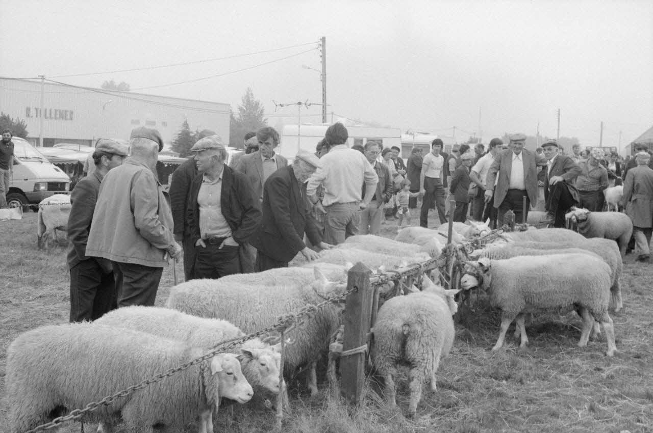 Jean Cuisenier photographie Enquête conduite par Jean Cuisenier à la Foire de Lessay dans la Manche (8 et 9 septembre 1982) Basse-Normandie, France 1982/9/8 Ph.1983.13.53  Photo