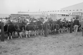 Jean Cuisenier photographie Enquête conduite par Jean Cuisenier à la Foire de Lessay dans la Manche (8 et 9 septembre 1982) Basse-Normandie, France 1982/9/8 Ph.1983.13.56  Photo