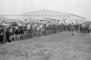 Jean Cuisenier photographie Enquête conduite par Jean Cuisenier à la Foire de Lessay dans la Manche (8 et 9 septembre 1982) Basse-Normandie, France 1982/9/8 Ph.1983.13.57  Photo
