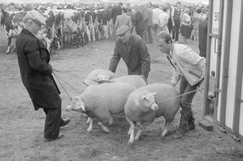 Jean Cuisenier photographie Enquête conduite par Jean Cuisenier à la Foire de Lessay dans la Manche (8 et 9 septembre 1982) Basse-Normandie, France 1982/9/8 Ph.1983.13.58  Photo