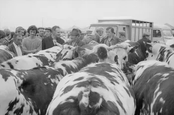 Jean Cuisenier photographie Enquête conduite par Jean Cuisenier à la Foire de Lessay dans la Manche (8 et 9 septembre 1982) Basse-Normandie, France 1982/9/8 Ph.1983.13.60  Photo