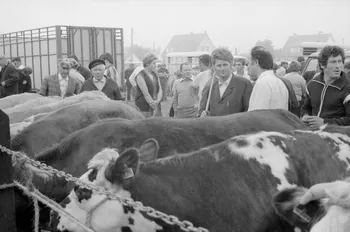 Jean Cuisenier photographie Enquête conduite par Jean Cuisenier à la Foire de Lessay dans la Manche (8 et 9 septembre 1982) Basse-Normandie, France 1982/9/8 Ph.1983.13.64  Photo