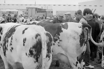 Jean Cuisenier photographie Enquête conduite par Jean Cuisenier à la Foire de Lessay dans la Manche (8 et 9 septembre 1982) Basse-Normandie, France 1982/9/8 Ph.1983.13.66  Photo