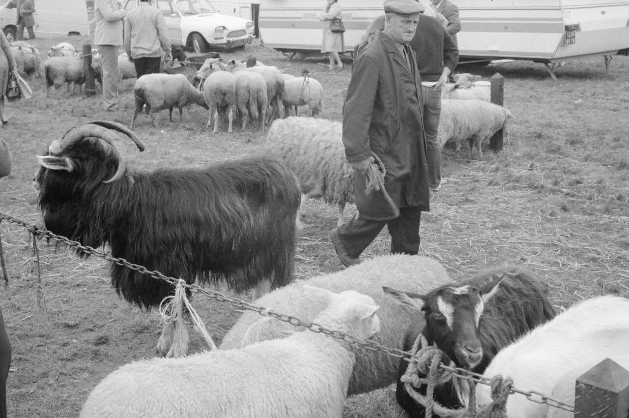 Jean Cuisenier photographie Enquête conduite par Jean Cuisenier à la Foire de Lessay dans la Manche (8 et 9 septembre 1982) Basse-Normandie, France 1982/9/8 Ph.1983.13.68 Photo