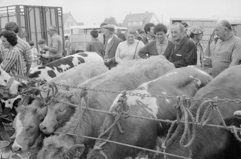 Jean Cuisenier photographie Enquête conduite par Jean Cuisenier à la Foire de Lessay dans la Manche (8 et 9 septembre 1982) Basse-Normandie, France 1982/9/8 Ph.1983.13.71  Photo