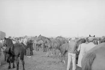 Jean Cuisenier photographie Enquête conduite par Jean Cuisenier à la Foire de Lessay dans la Manche (8 et 9 septembre 1982) Basse-Normandie, France 1982/9/8 Ph.1983.13.73  Photo
