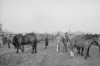 Jean Cuisenier photographie Enquête conduite par Jean Cuisenier à la Foire de Lessay dans la Manche (8 et 9 septembre 1982) Basse-Normandie, France 1982/9/8 Ph.1983.13.75  Photo